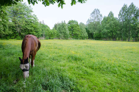 Grazing horse with protected face at spring in a green fieldの写真素材