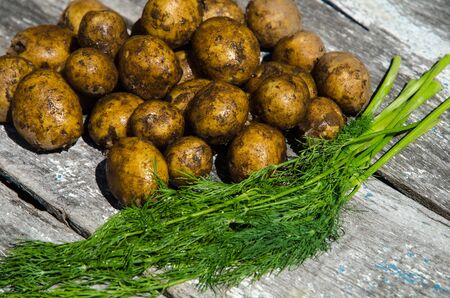 New fresh potatoes and a bunch of dill on a rustic tableの写真素材