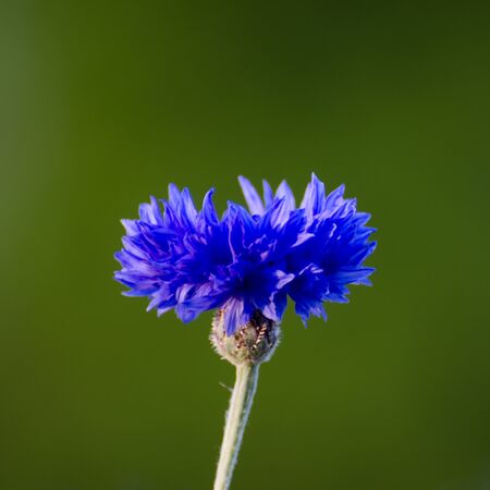 Blue cornflower closeup at a natural green backgroundの写真素材