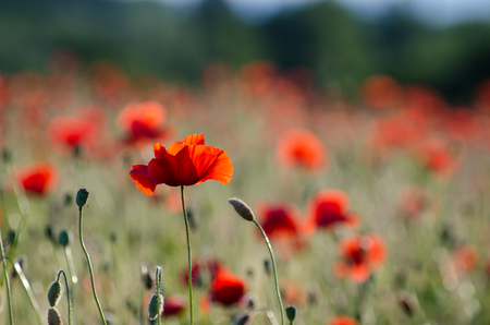 Poppies in a corn field with one poppy in focus and blurred ones in the backgroundの写真素材