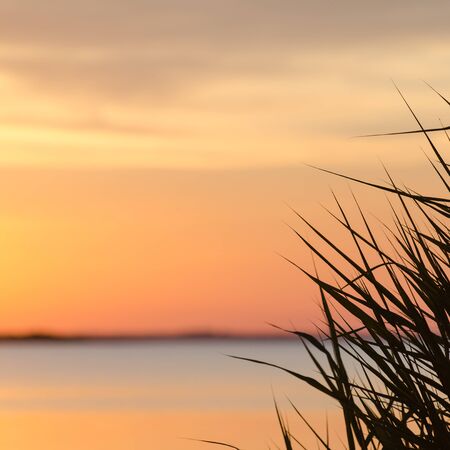 Soft colored sunset with reed leaves in the foregroundの写真素材
