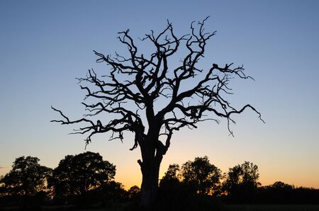 Wide single dead oak tree by twilight timeの写真素材