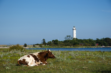 Cow resting by the lighthouse at the northern point of the swedish island Oland in the Baltic Seaの写真素材