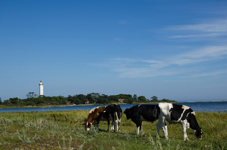 Grazing cattle in a coastal landscape with a lighthouse at the swedish island Olandの写真素材