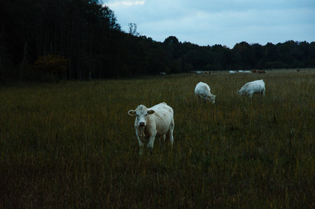 Grazing white young cattle by late evening in a grassland at the swedish island Olandの写真素材