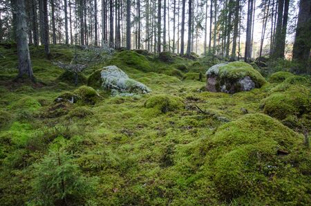 Untouched and mossy green ground in an old virgin forestの写真素材