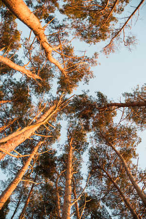 Sunlit tall pine tree tops upwards to the sky from a low perspective