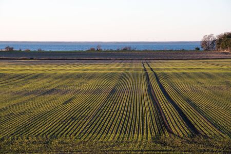 Corn field with pattern of growing corn plants in symmetric rowsの写真素材
