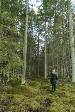 Woman on her way into a big untouched mossy coniferous forest