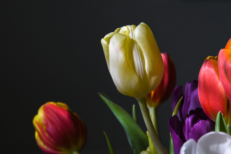 Closeup of a beautiful and colorful tulips bouquetの写真素材