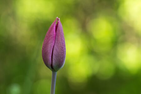 Purple red tulip bud by a natural green backgroundの写真素材