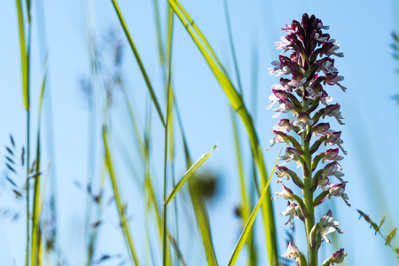 Burnt orchid flower closeup among green grass strawsの写真素材
