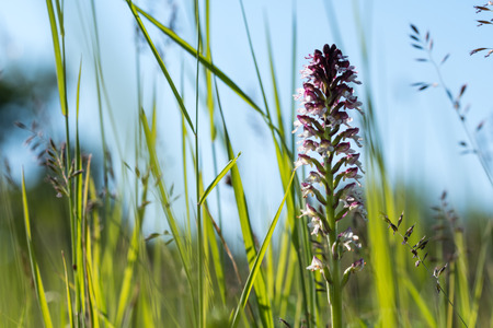Close up of a wild burnt orchid from low angle among green grass strawsの写真素材