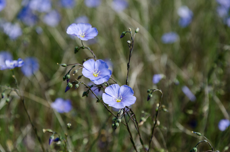 Bright sunlit flax flower close upの写真素材