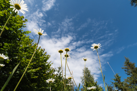 Daisies at a blue sky from low angle view with copy spaceの写真素材
