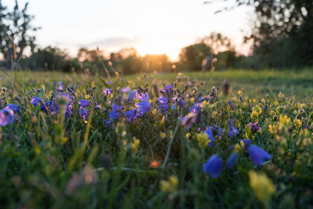 Blue and yellow summer wildflowers by sunset in a low angle imageの写真素材