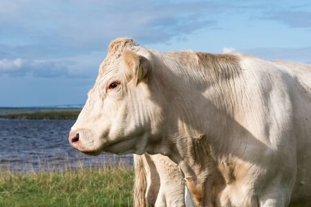 Head portrait of a white cow in a coastal landscapeの写真素材