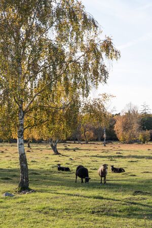Sheep by a colorful tree in a beautiful landscape by fall seasonの写真素材
