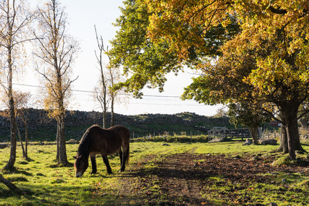 Grazing horse in a fall season colored landscape at the swedish island Olandの写真素材