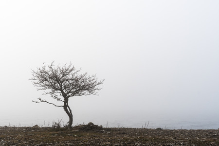 Lone tree in a misty coastal landscapeの写真素材