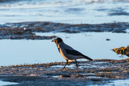Hooded crow walking along the coastの写真素材