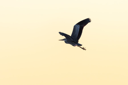 Grey heron in powerful flight by a colorful skyの写真素材