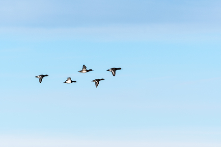 Tufted Ducks flying in migration formation by a blue skyの写真素材