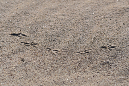 Birds footprints in the sand on a beach