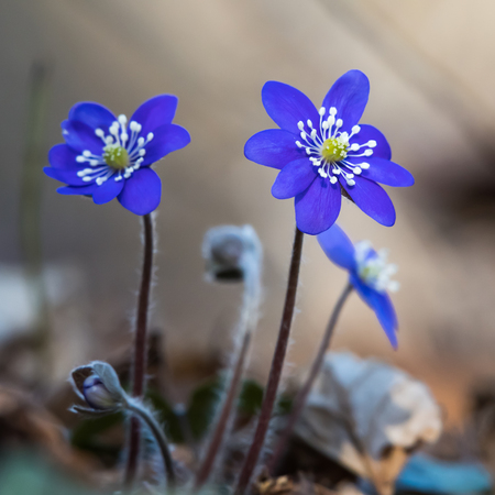 Blue anemones, the ultimate spring season signsの写真素材