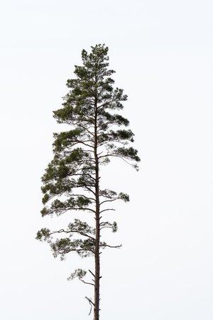 Single growing pine tree by a white backgroundの写真素材