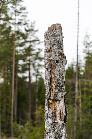 Old rotten birch stump in a coniferous forest