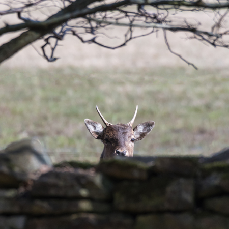 Curious deer animal  watching from behind a stone wallの写真素材