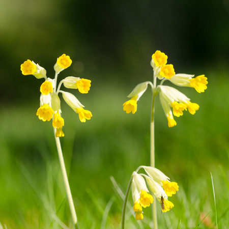 Beautiful Cowslip flowers closeup by a natural green backgroundの写真素材