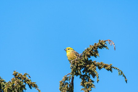 Beautiful sunlit male Yellowhammer on a juniper twigの写真素材
