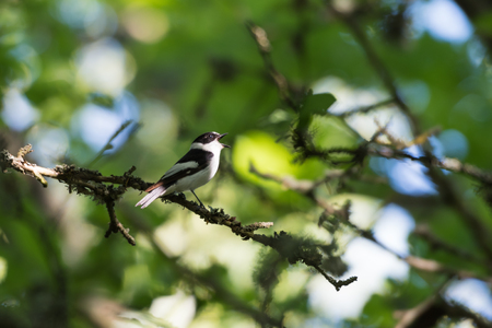 Singing beautiful male Collared Flycatcher, Ficedula Albicollis, sitting on a twig in a bright deciduous forest by spring seasonの写真素材
