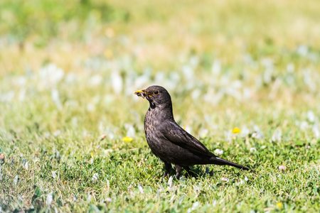Female blackbird with food in her beak on a bright green lawn