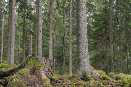 Mossy tree stump in a coniferous forestの写真素材