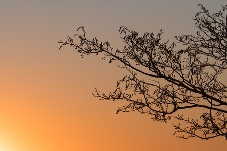 Bare alder tree branches by a colorful sunsetの写真素材