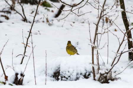 Yellowhammer, Emberiza Citrinella, looking for food on a snowy groundの写真素材