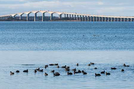 Flock with Coots wintering in the Baltic Sea in front of the swedish olandbridgeの写真素材