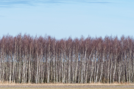 Birch grove by early springtime at the swedish island Olandの写真素材