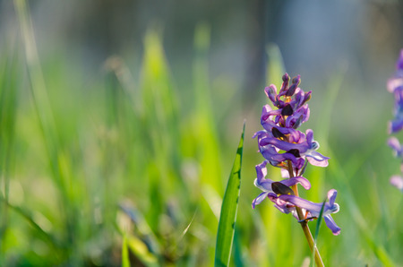 Purple Bird-in-a-bush flower, Corydalis Cava, an early springtime flower among green grass strawsの写真素材