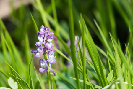 Beautiful blossom Hollow Root flower closeup in the bright green grass