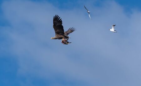 White Tailed Eagle flying with catch and followed by other birds bu a blue sky