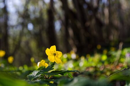 Forest floor with a glowing backlit yellow wood anemone by early springtime in a low perspective...