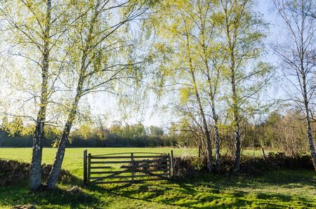Springtime view with fresh new leaves on the birches in a green landscape at the swedish island...
