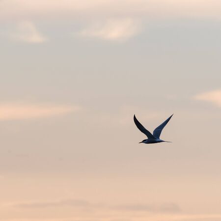 Graceful flight, Common Tern, Sterna hirundo, by a colored sky at twilight timeの写真素材