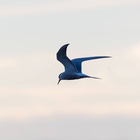 Common Tern, Sterna hirundo, in graceful fishing flight by a colored sky at twilight time