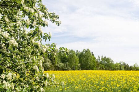 Blossom rapefield field with green and white branchesの写真素材