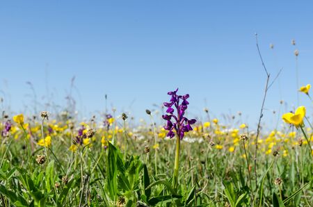 Bright and colorful flowery field in a low perspective image in spring season at the swedish island Olandの写真素材